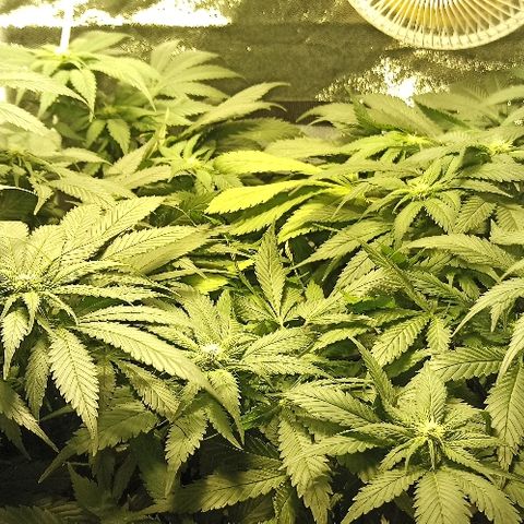 Rosbita growlog timeline photo