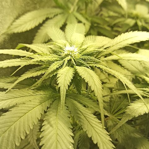 Rosbita growlog timeline photo