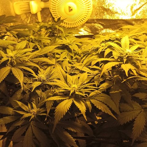 Rosbita growlog timeline photo
