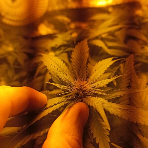 Rosbita growlog timeline photo