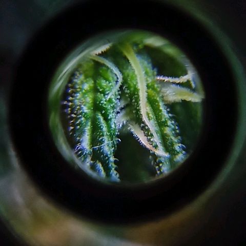 Rosbita growlog photo: Primeros tricomas!