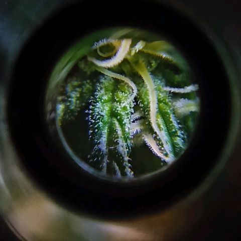 Rosbita growlog photo: Primeros tricomas!