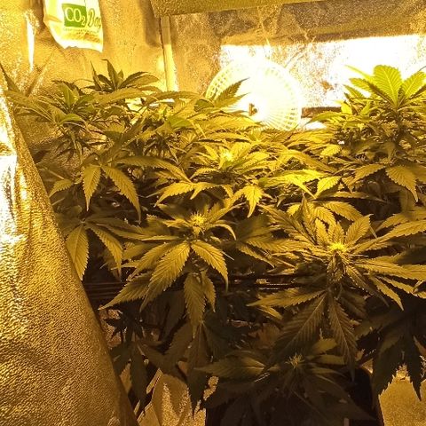 Rosbita growlog timeline photo