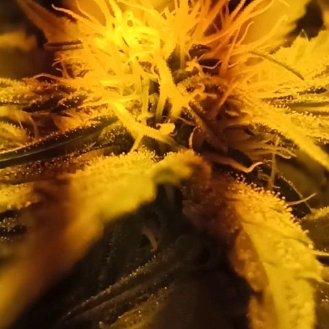 Rosbita growlog timeline photo