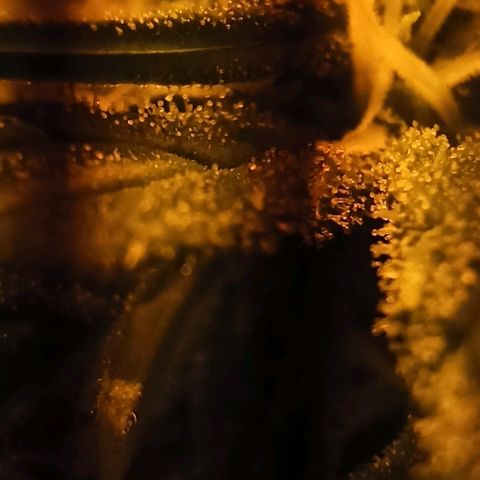 Rosbita growlog timeline photo