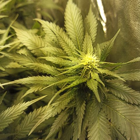 Rosbita growlog timeline photo