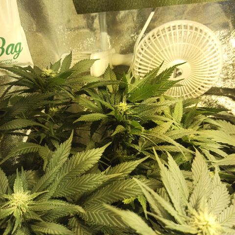 Rosbita growlog timeline photo