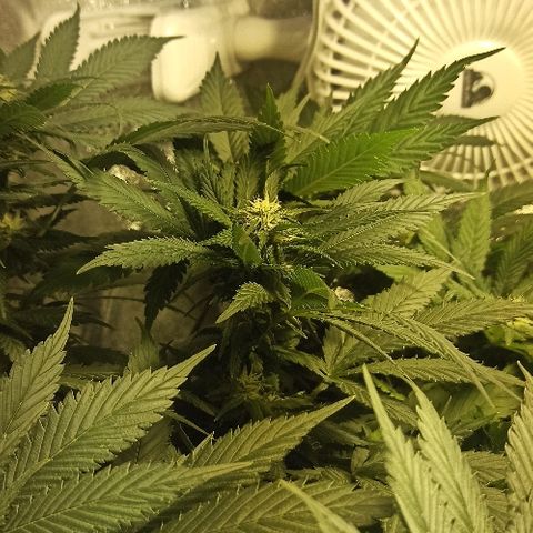 Rosbita growlog timeline photo