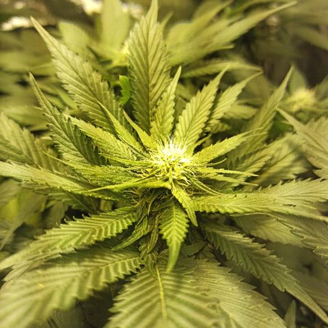 Rosbita growlog timeline photo