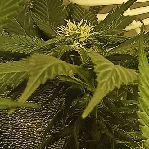 Rosbita growlog timeline photo