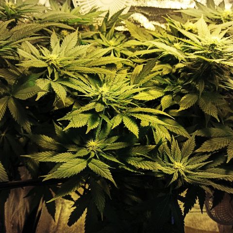 Rosbita growlog timeline photo