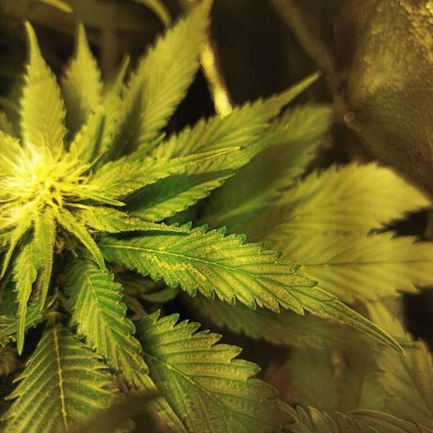 Rosbita growlog timeline photo