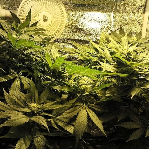 Rosbita growlog timeline photo