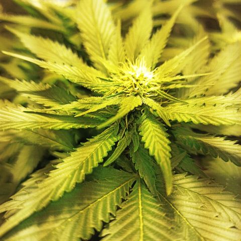 Rosbita growlog timeline photo