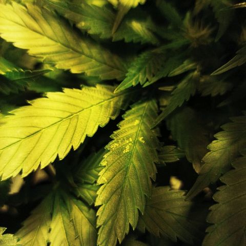 Rosbita growlog timeline photo