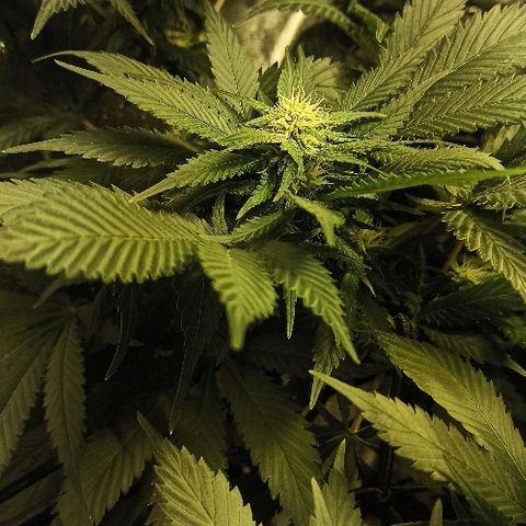 Rosbita growlog timeline photo