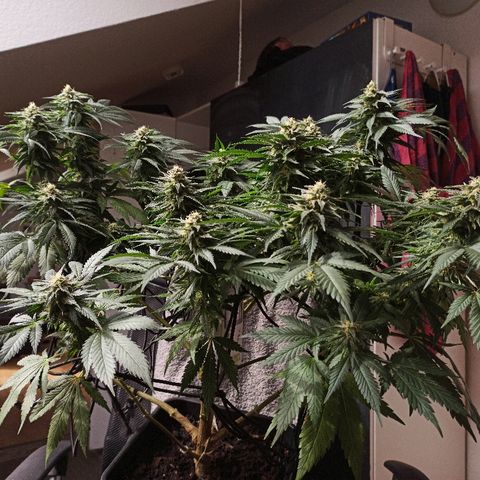 Rosbita growlog timeline photo