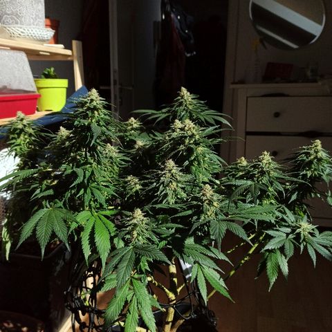 Rosbita growlog timeline photo