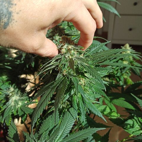 Rosbita growlog timeline photo