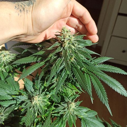 Rosbita growlog timeline photo