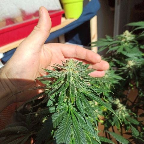 Rosbita growlog timeline photo
