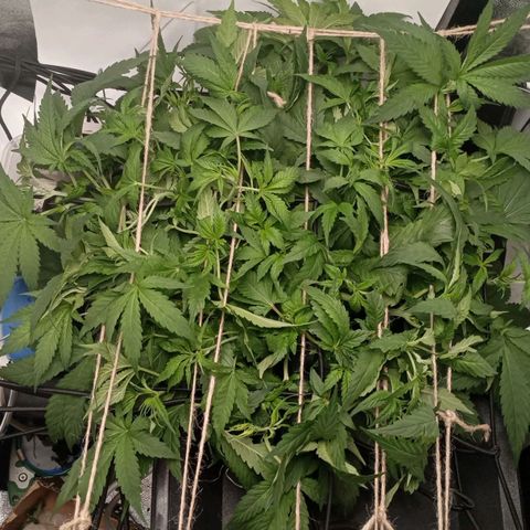 Crystal Candy  growlog timeline photo