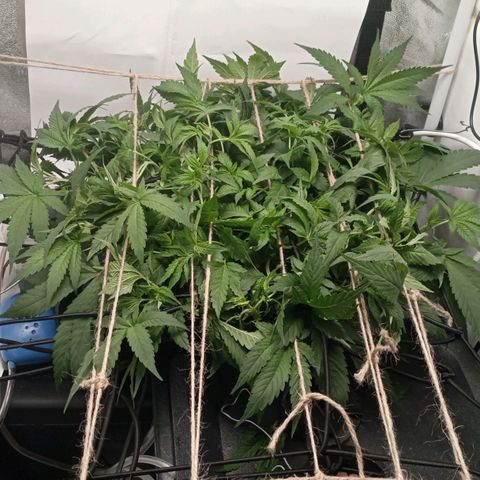 Crystal Candy  growlog timeline photo