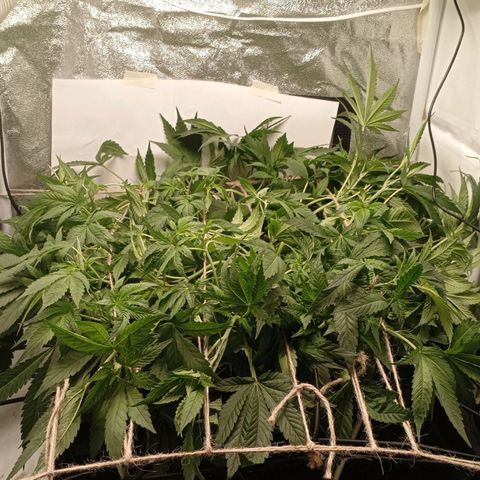 Crystal Candy  growlog timeline photo