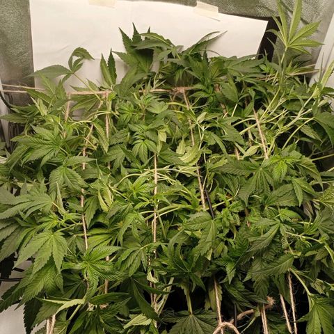 Crystal Candy  growlog timeline photo