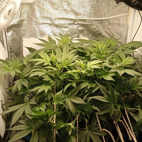 Crystal Candy  growlog timeline photo