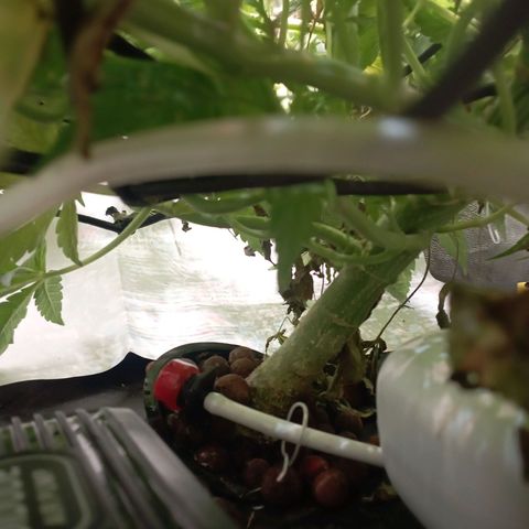 Crystal Candy  growlog timeline photo