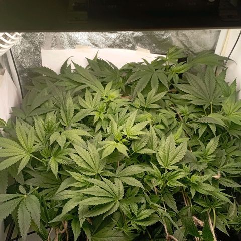 Crystal Candy  growlog timeline photo