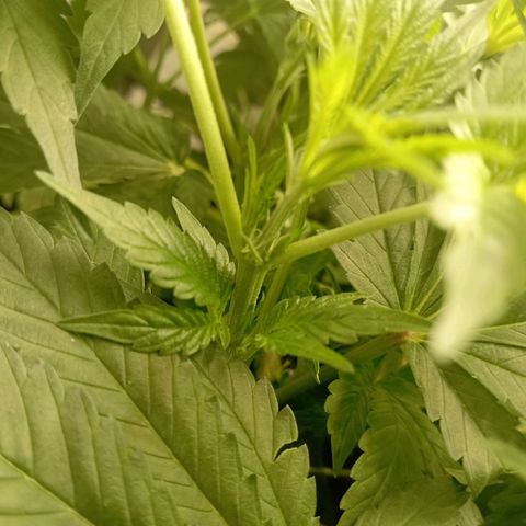 Crystal Candy  growlog timeline photo