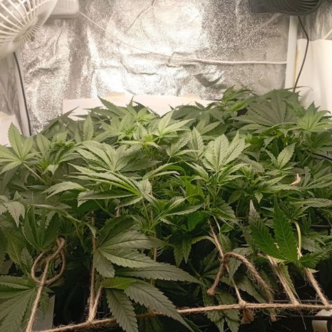 Crystal Candy  growlog timeline photo