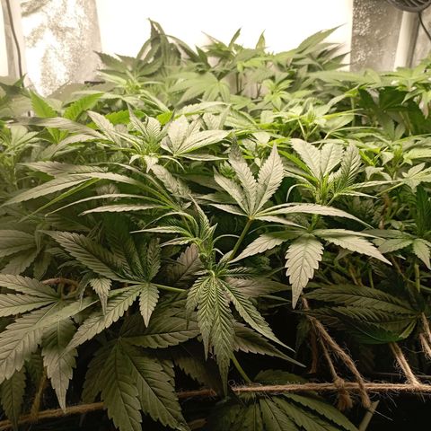 Crystal Candy  growlog timeline photo
