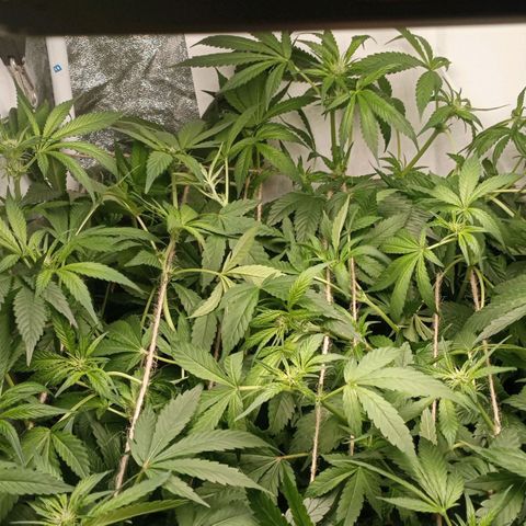 Crystal Candy  growlog photo: Tercer scrog separado de ramas principales.