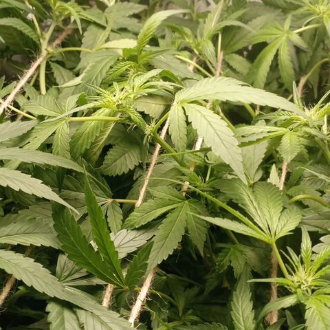 Crystal Candy  growlog photo: Tercer scrog separado de ramas principales.