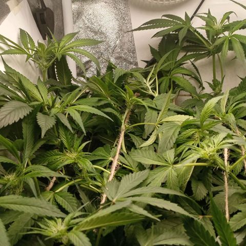 Crystal Candy  growlog photo: Tercer scrog separado de ramas principales.