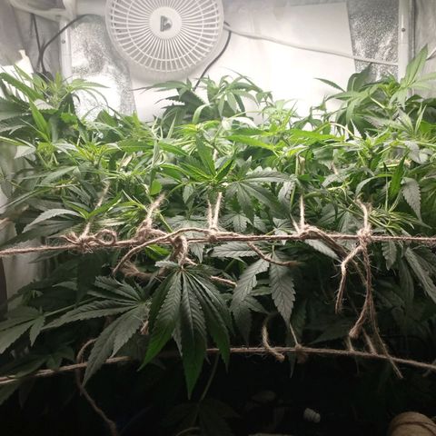 Crystal Candy  growlog photo: Tercer scrog separado de ramas principales.