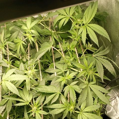 Crystal Candy  growlog photo: Tercer scrog separado de ramas principales.