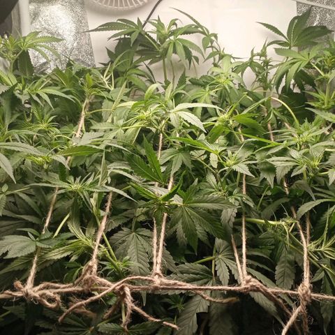 Crystal Candy  growlog photo: Tercer scrog separado de ramas principales.