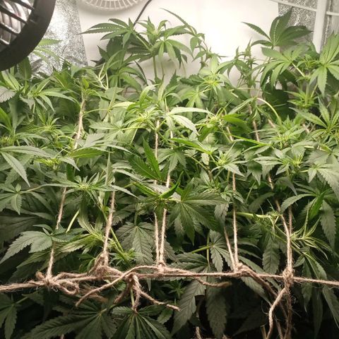 Crystal Candy  growlog photo: Tercer scrog separado de ramas principales.