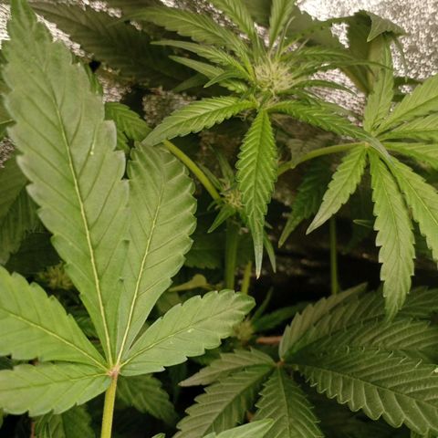 Crystal Candy  growlog timeline photo
