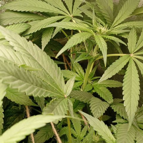 Crystal Candy  growlog timeline photo