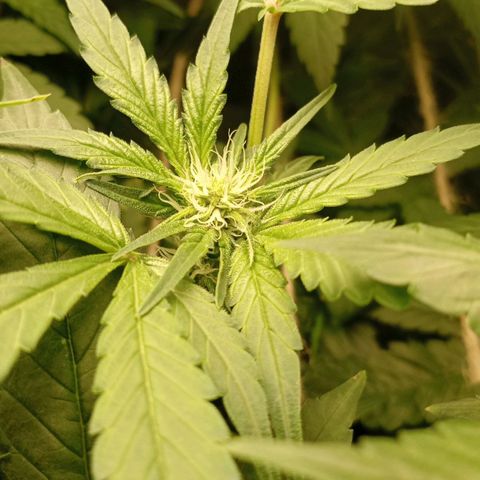 Crystal Candy  growlog timeline photo