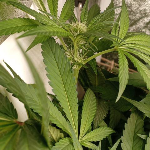 Crystal Candy  growlog timeline photo