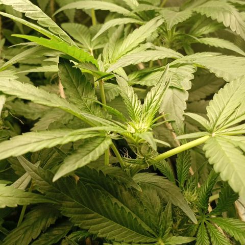 Crystal Candy  growlog timeline photo