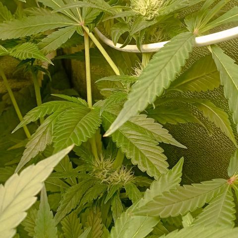 Crystal Candy  growlog timeline photo