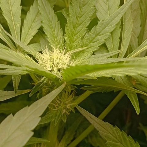 Crystal Candy  growlog timeline photo