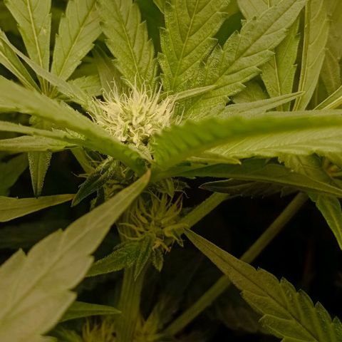Crystal Candy  growlog timeline photo